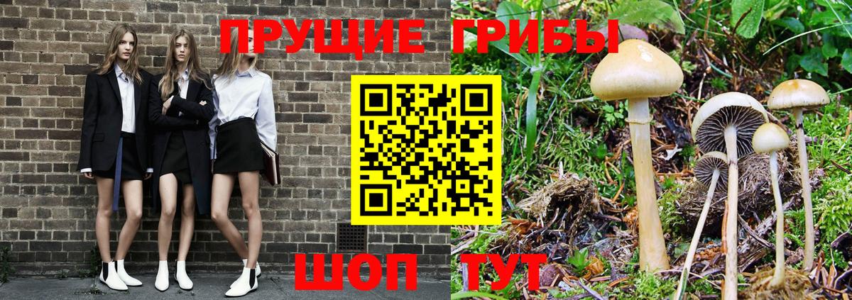 Псилоцибиновые грибы GOLDEN TEACHER  купить наркотик  Электросталь  Вход с VPN 